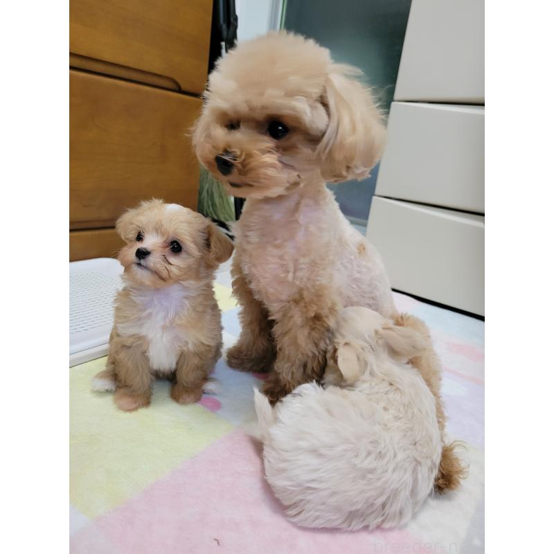 成約済の千葉県のチワプー:チワワ×トイプードル-427890の4枚目