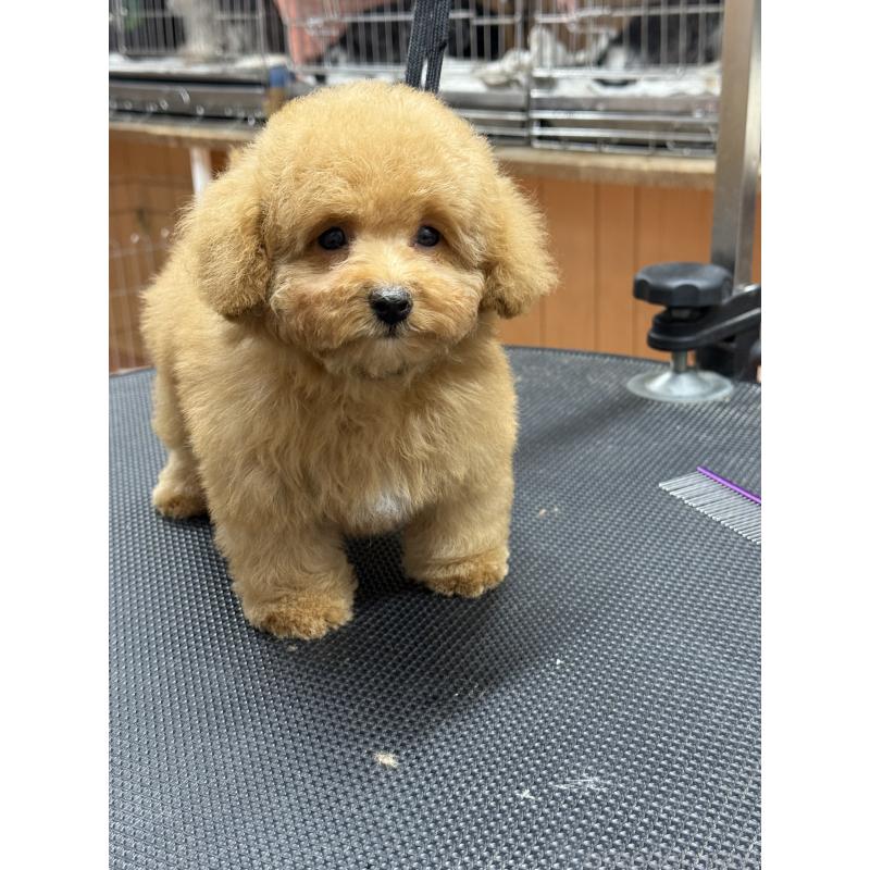 販売中の栃木県のティーカッププードル-424949の2枚目