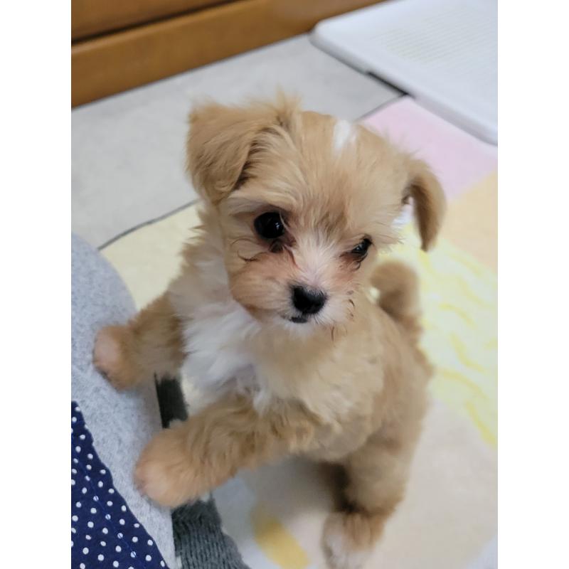 成約済の千葉県のチワプー:チワワ×トイプードル-427890の3枚目