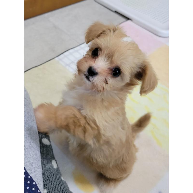 成約済の千葉県のチワプー:チワワ×トイプードル-427890の2枚目