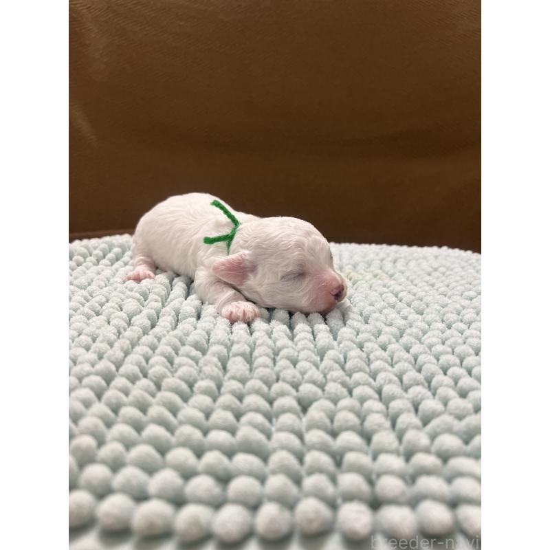 販売中の沖縄県のビションフリーゼ-431710の7枚目