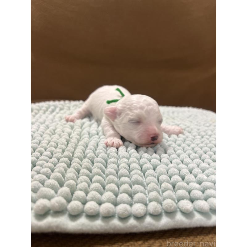 販売中の沖縄県のビションフリーゼ-431710の6枚目