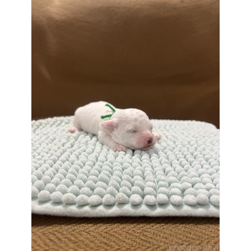 販売中の沖縄県のビションフリーゼ-431710の5枚目