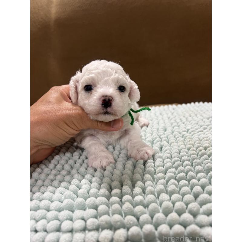 販売中の沖縄県のビションフリーゼ-431710の4枚目