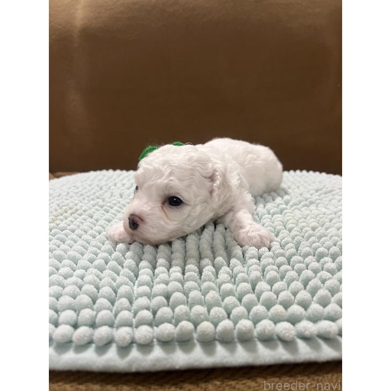 販売中の沖縄県のビションフリーゼ-431710の3枚目