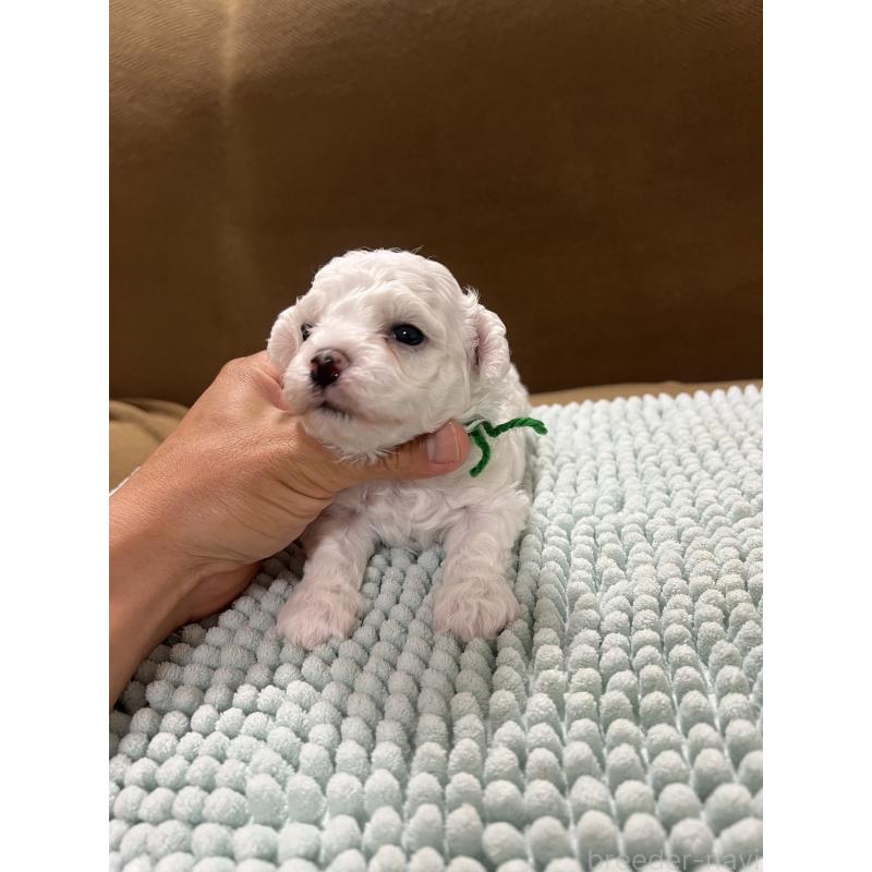 販売中の沖縄県のビションフリーゼ-431710の2枚目