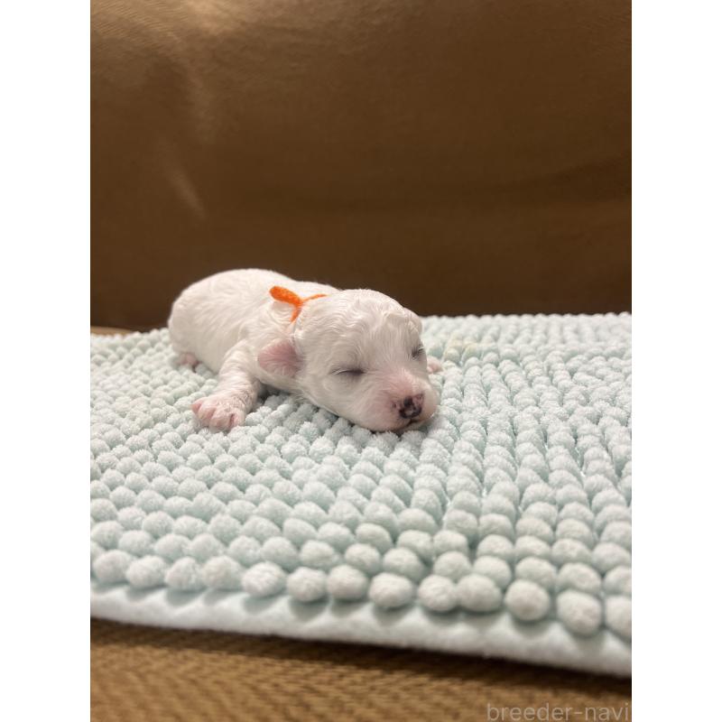 販売中の沖縄県のビションフリーゼ-431712の8枚目