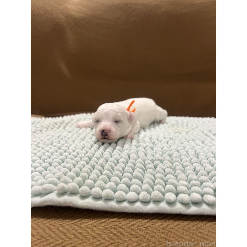 販売中の沖縄県のビションフリーゼ-431712の7枚目