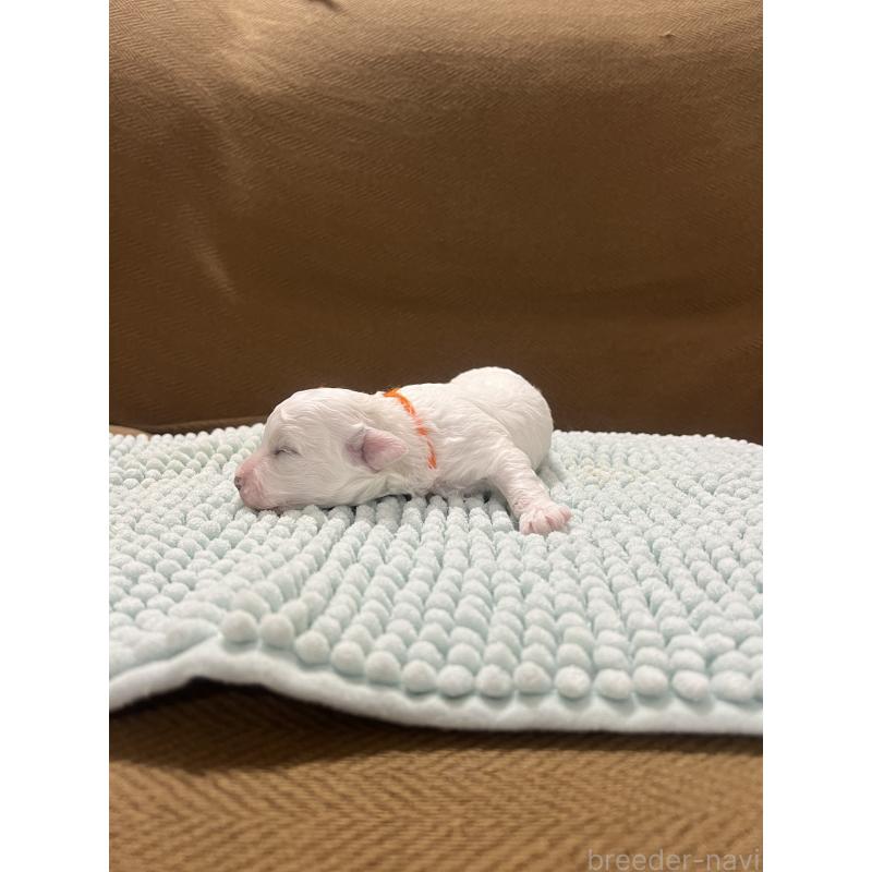 販売中の沖縄県のビションフリーゼ-431712の6枚目