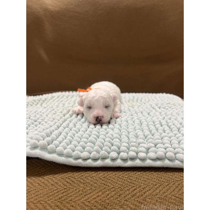 販売中の沖縄県のビションフリーゼ-431712の5枚目