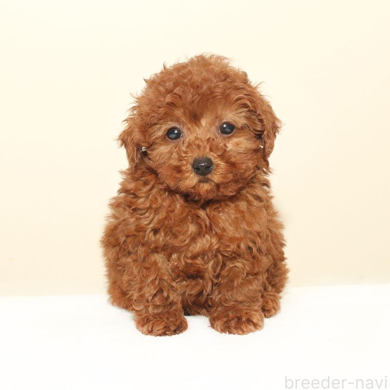 販売中の熊本県のタイニープードル-431711の3枚目