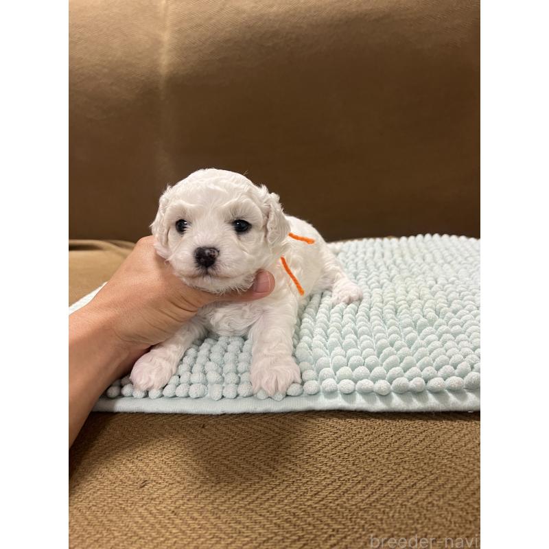 販売中の沖縄県のビションフリーゼ-431712の4枚目