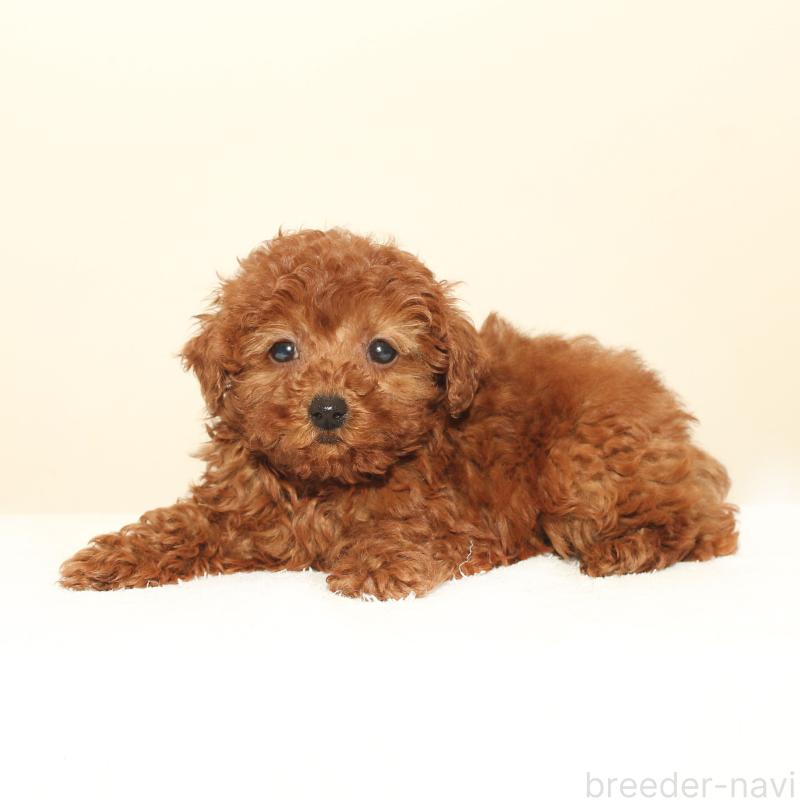 販売中の熊本県のタイニープードル-431711の2枚目