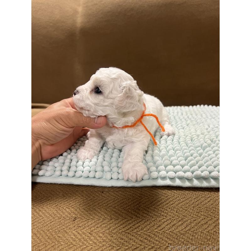 販売中の沖縄県のビションフリーゼ-431712の3枚目