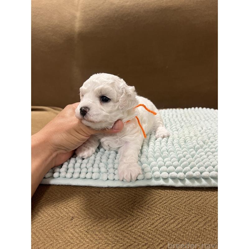 販売中の沖縄県のビションフリーゼ-431712の2枚目