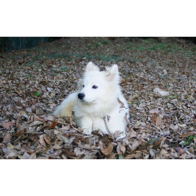 販売中の千葉県のサモエド-403664の2枚目