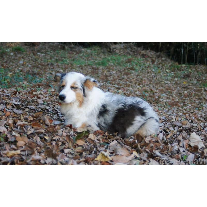 販売中の千葉県のオーストラリアンシェパード-404146の3枚目