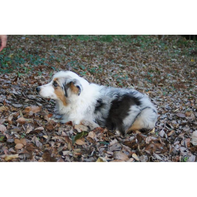 販売中の千葉県のオーストラリアンシェパード-404146の2枚目