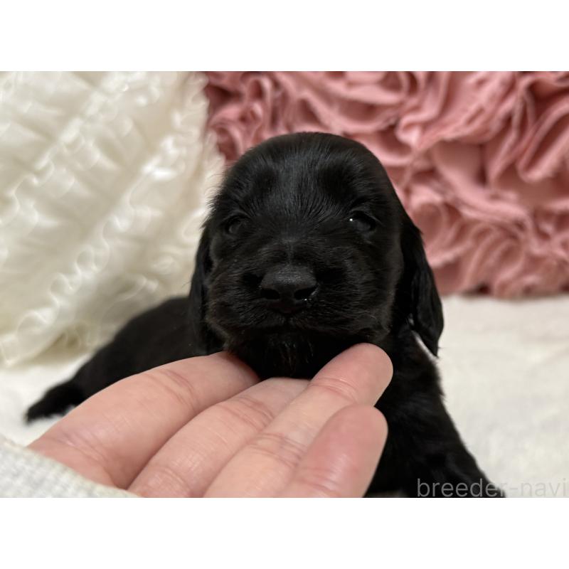 販売中の栃木県のミニチュアダックスフンド(ロングヘアード)-431713の4枚目