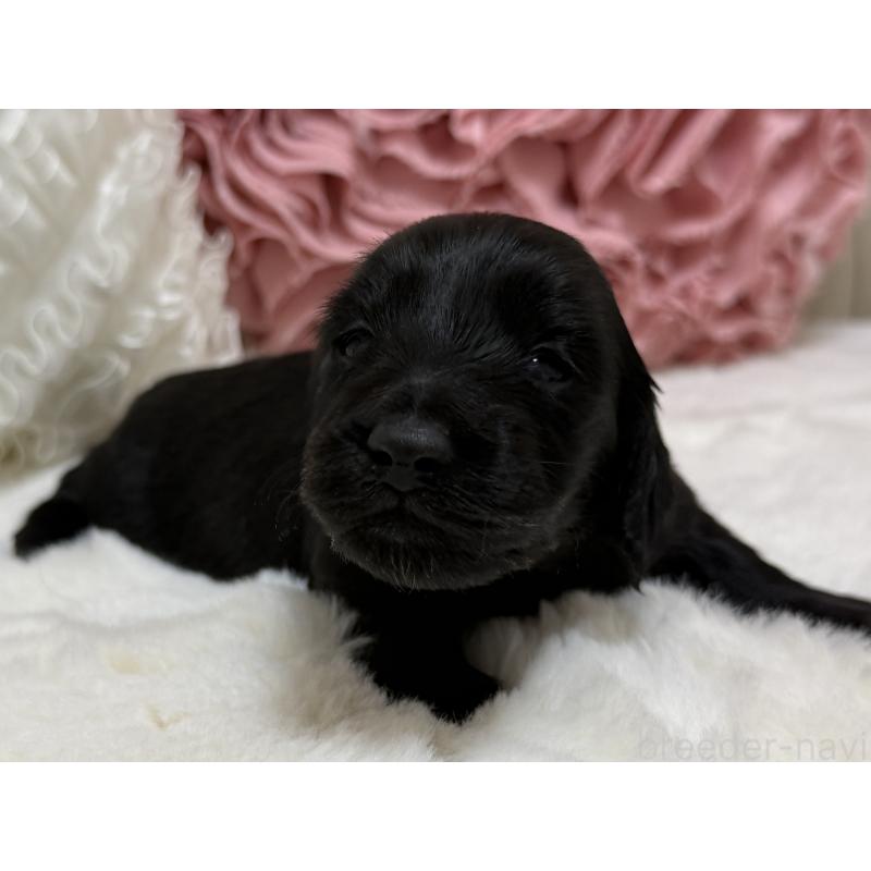 販売中の栃木県のミニチュアダックスフンド(ロングヘアード)-431713の3枚目