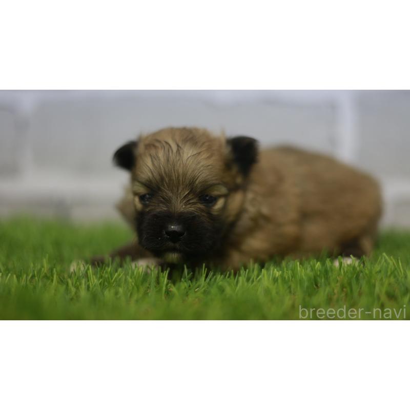 販売中の三重県のポメラニアン-431714の6枚目