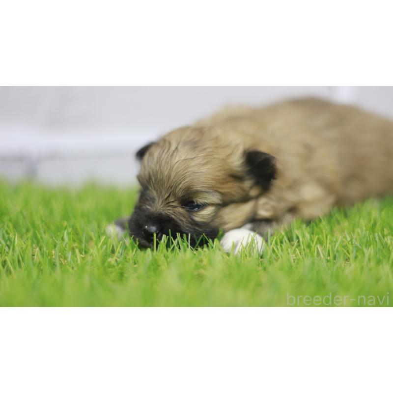 販売中の三重県のポメラニアン-431714の5枚目