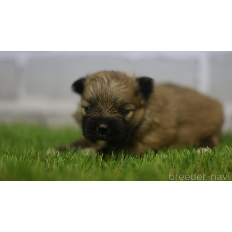 販売中の三重県のポメラニアン-431714の4枚目