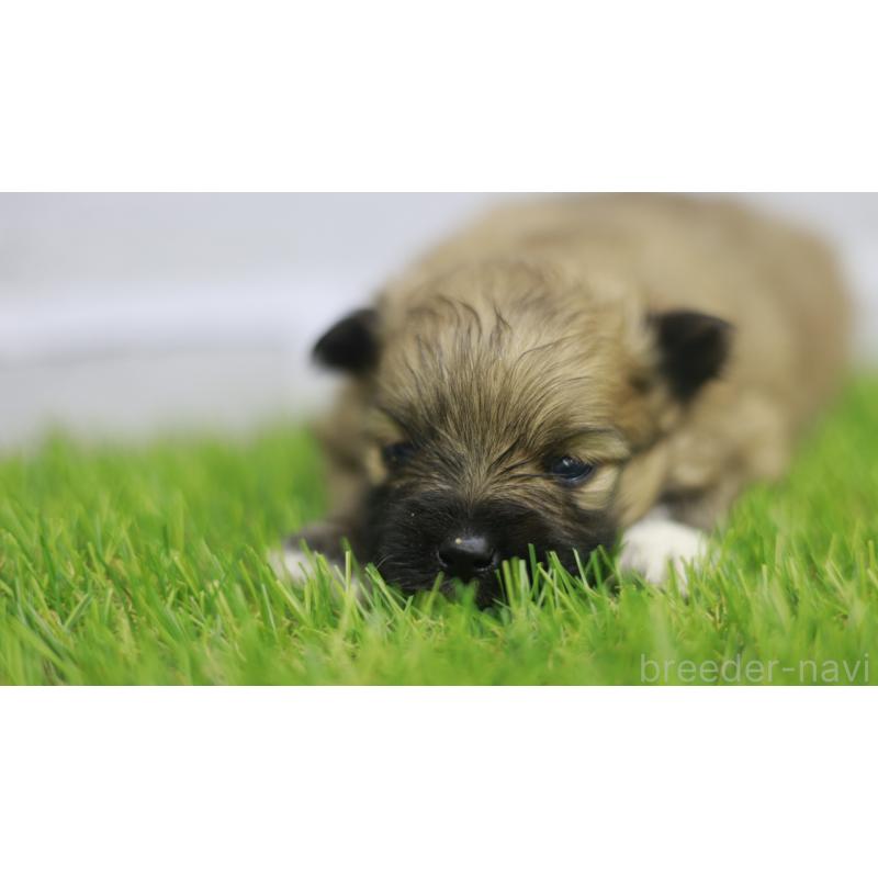 販売中の三重県のポメラニアン-431714の3枚目