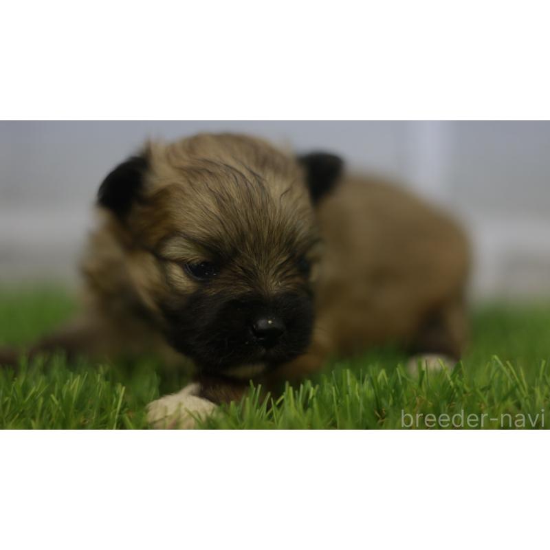 販売中の三重県のポメラニアン-431714の2枚目