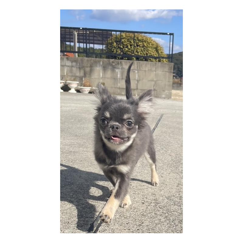 販売中の山口県のチワワ(ロングコート)-414039