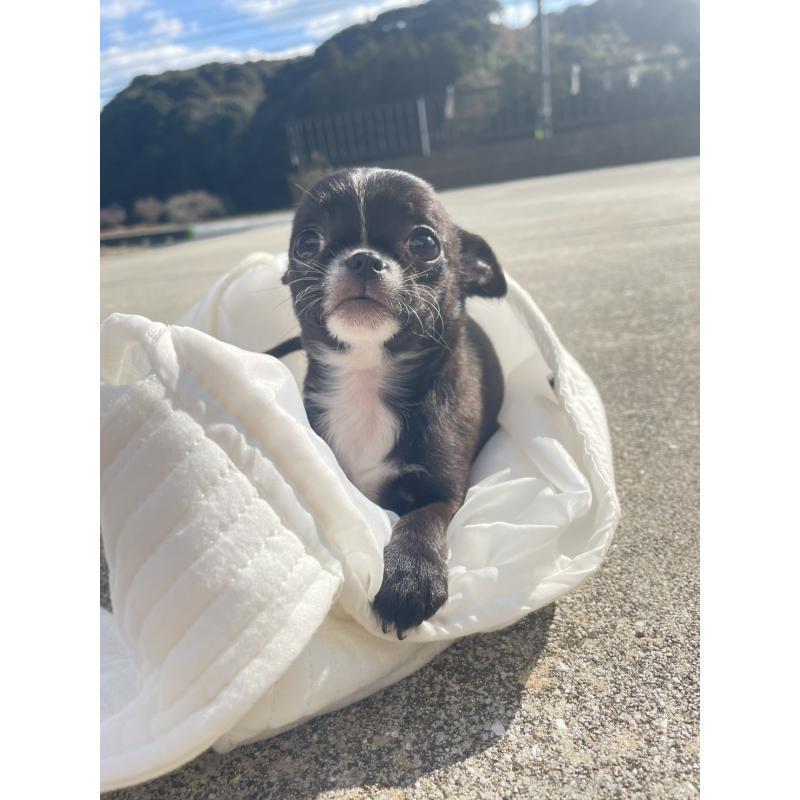 販売中ののチワワ(スムースコート)-426734