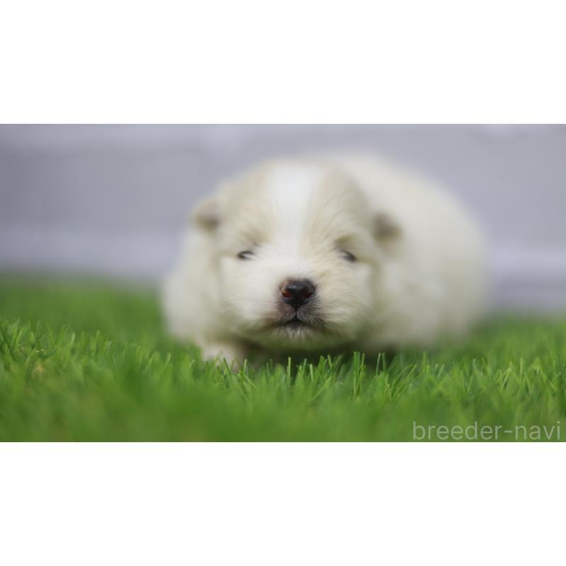 販売中の三重県のポメラニアン-431716の7枚目