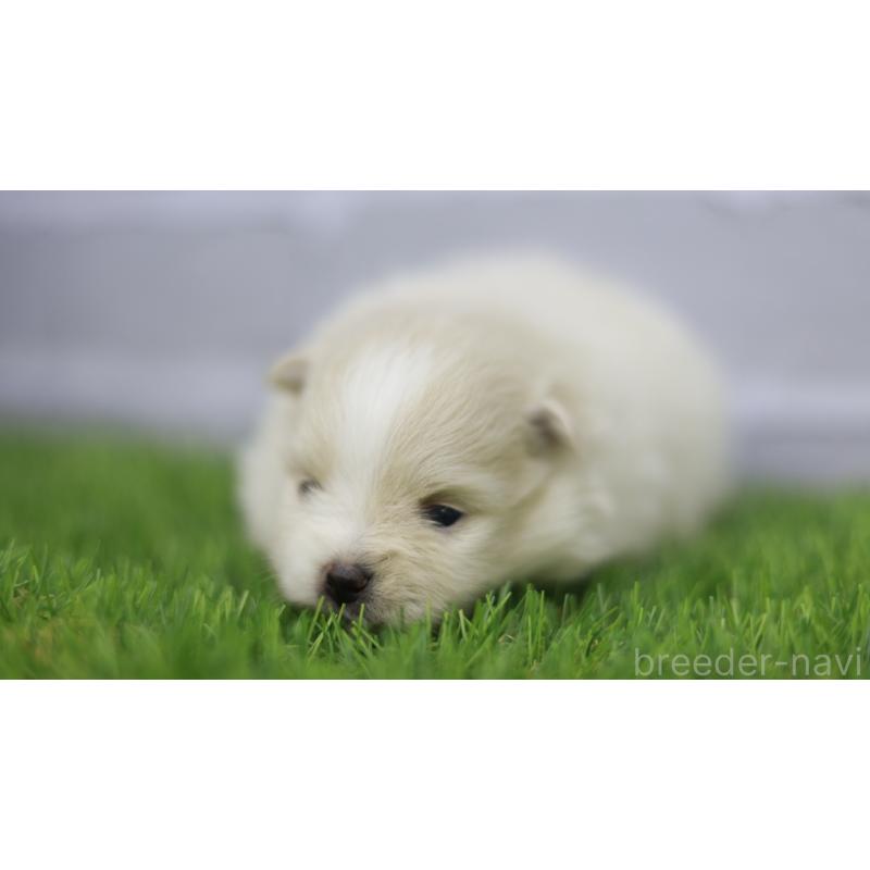 販売中の三重県のポメラニアン-431716の6枚目