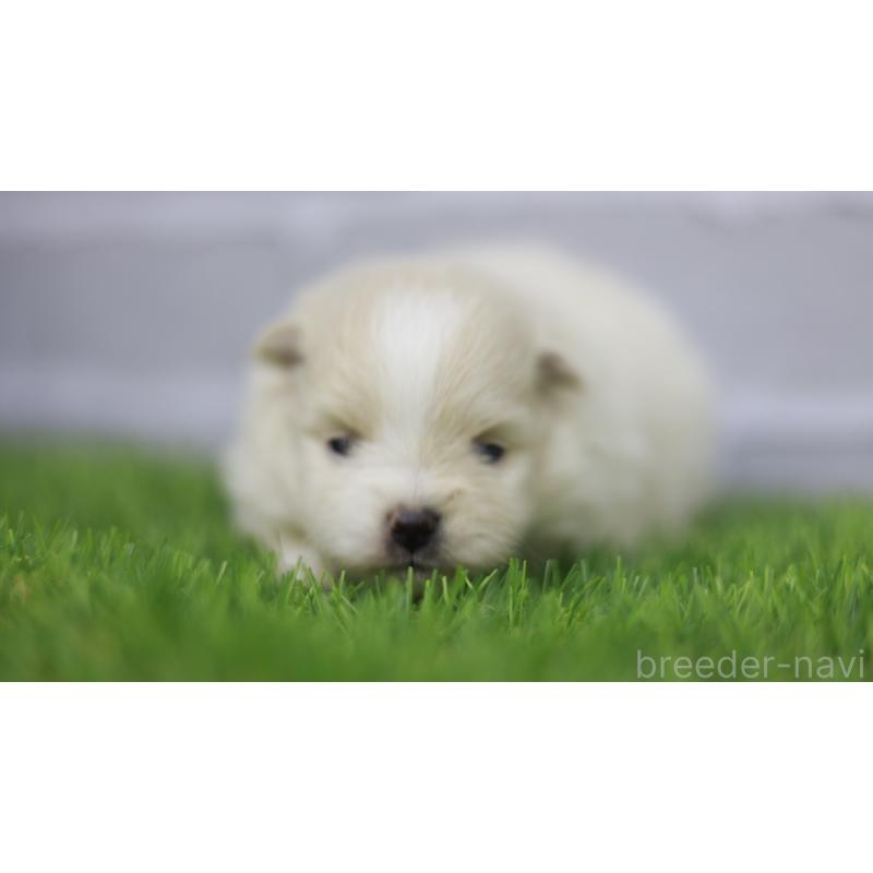 販売中の三重県のポメラニアン-431716の5枚目