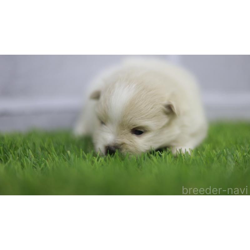 販売中の三重県のポメラニアン-431716の4枚目