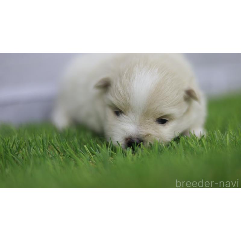 販売中の三重県のポメラニアン-431716の3枚目