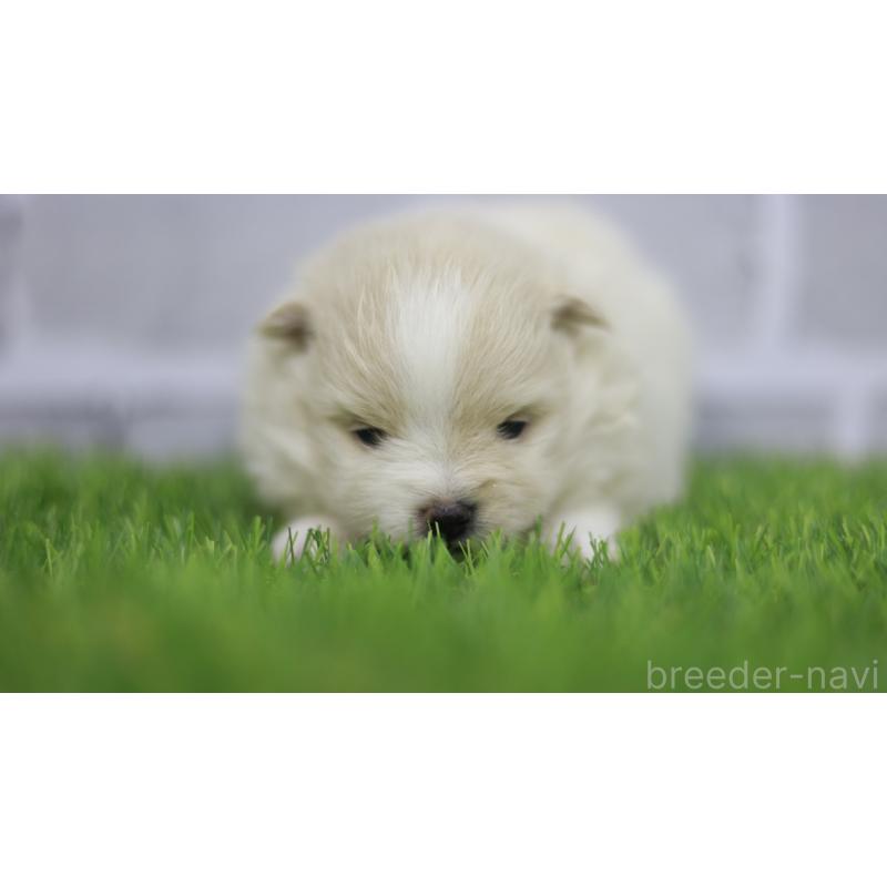 販売中の三重県のポメラニアン-431716の2枚目