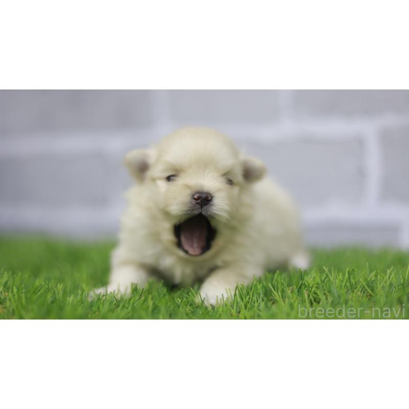 販売中の三重県のポメラニアン-431718の8枚目