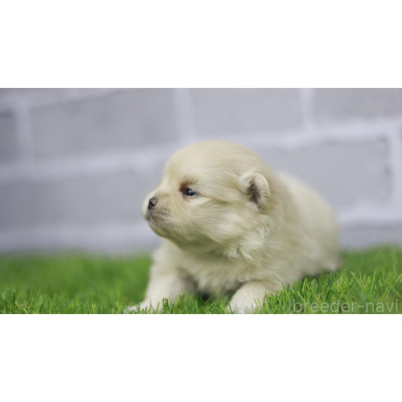 販売中の三重県のポメラニアン-431718の7枚目