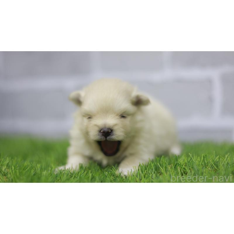 販売中の三重県のポメラニアン-431718の6枚目