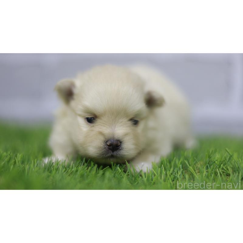 販売中の三重県のポメラニアン-431718の5枚目