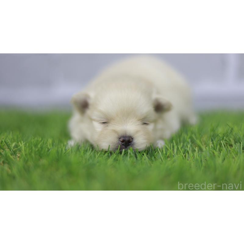 販売中の三重県のポメラニアン-431718の4枚目