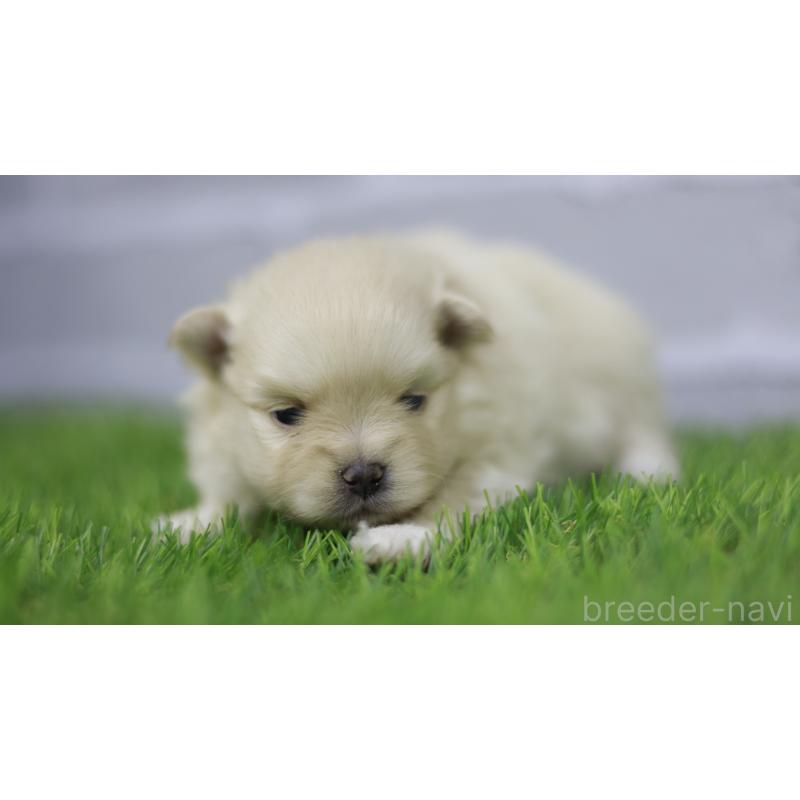 販売中の三重県のポメラニアン-431718の3枚目