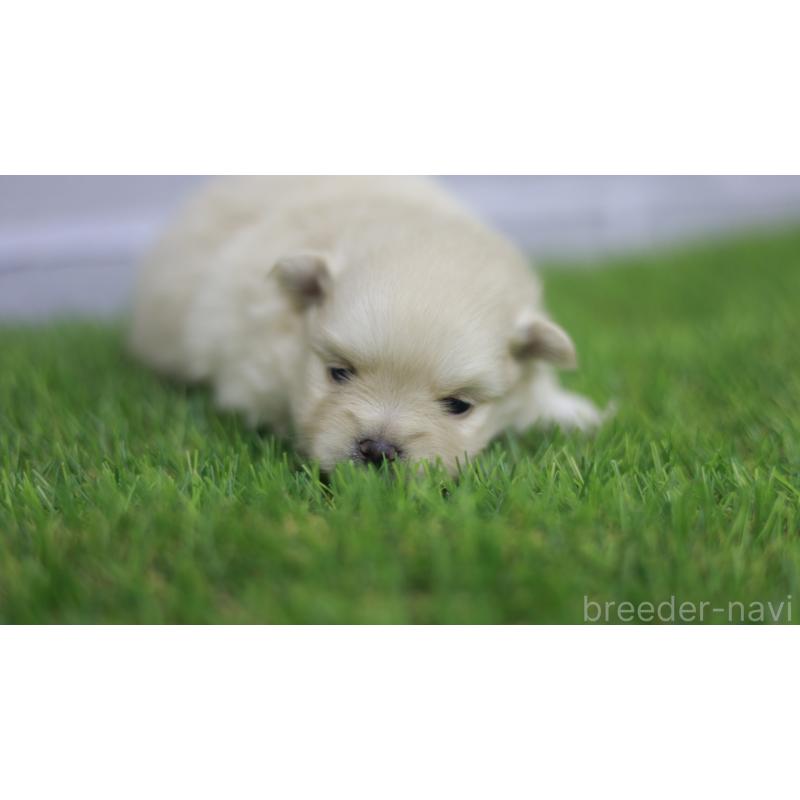 販売中の三重県のポメラニアン-431718の2枚目