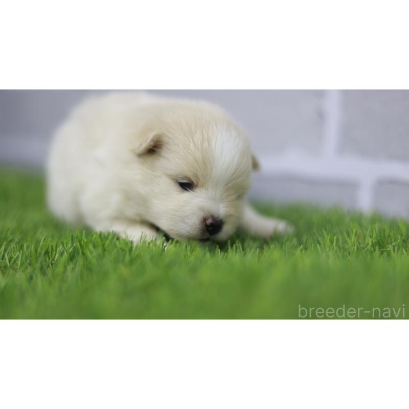 販売中の三重県のポメラニアン-431719の7枚目