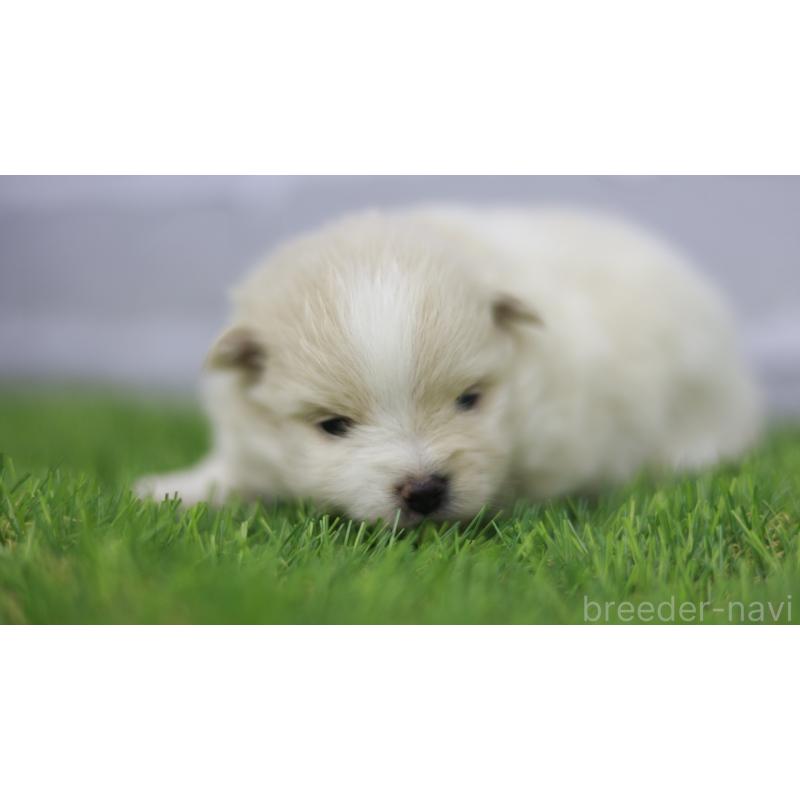 販売中の三重県のポメラニアン-431719の6枚目