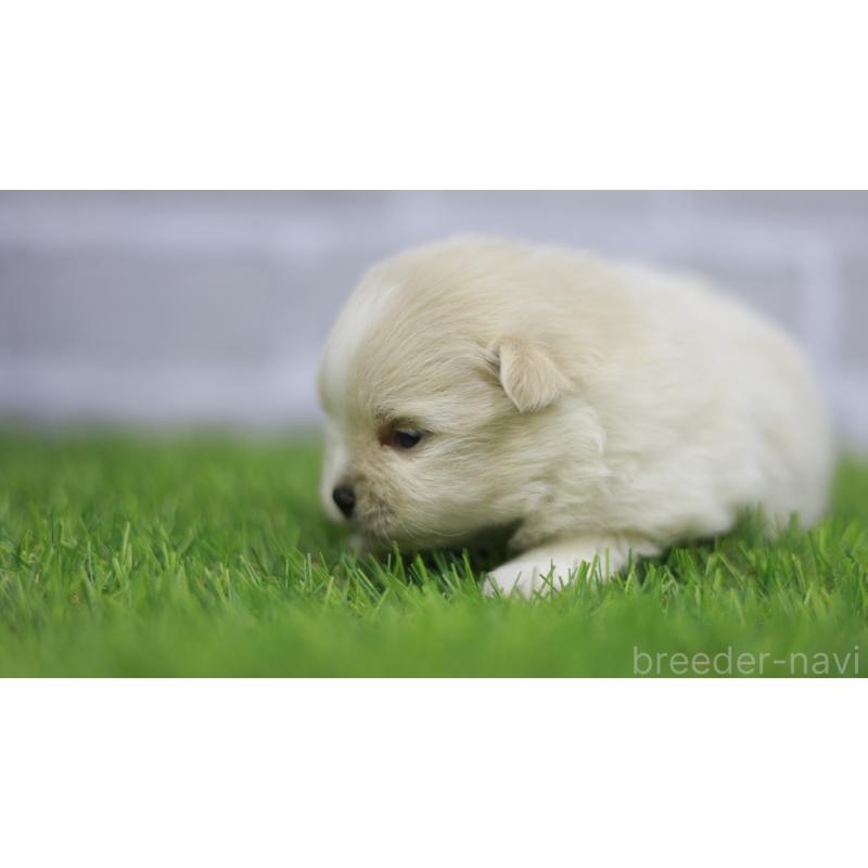 販売中の三重県のポメラニアン-431719の5枚目