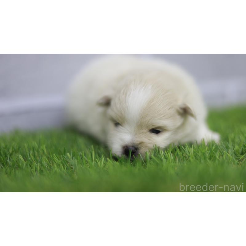 販売中の三重県のポメラニアン-431719の4枚目