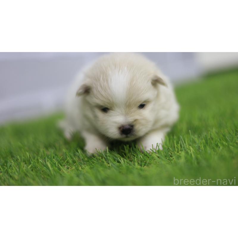 販売中の三重県のポメラニアン-431719の3枚目