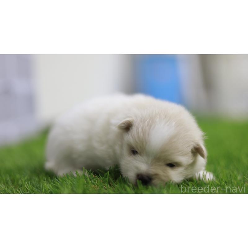 販売中の三重県のポメラニアン-431719の2枚目